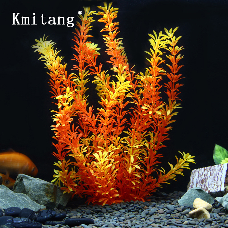Aquarium Planted Tank - 100Cm Thực Vật Nhiệt Đới Lớn