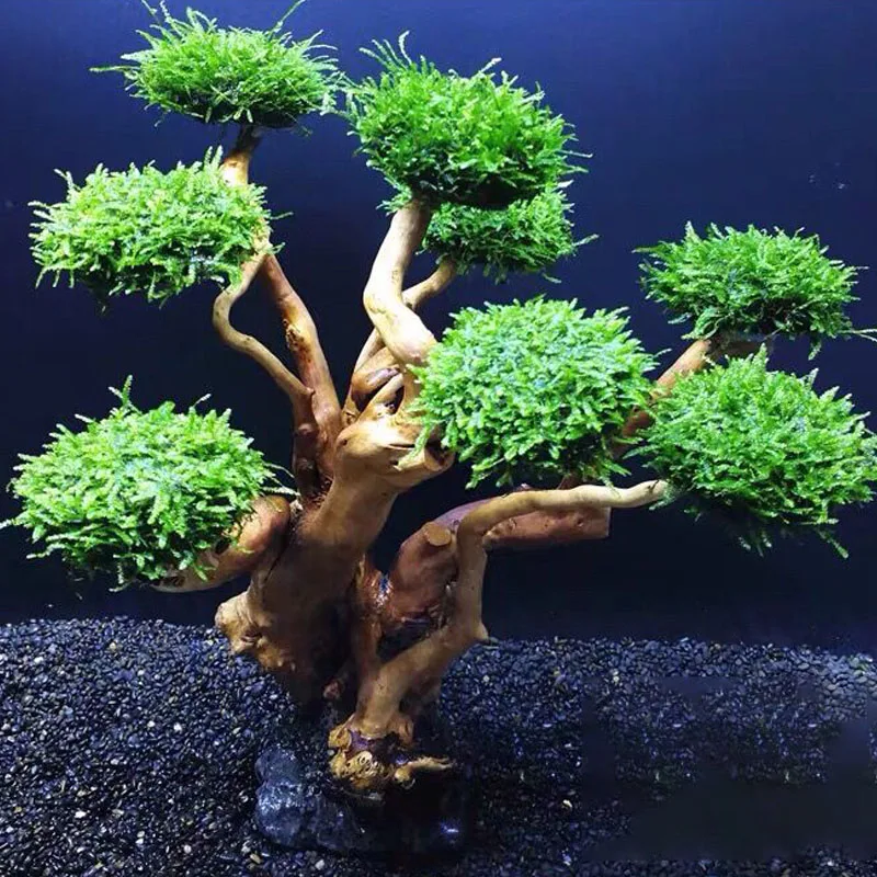 Fish Tank Plant Moss Tree Deco - đánh giá và giá Planted Aquarium Without Fish