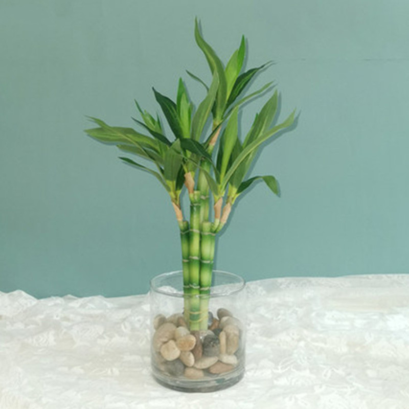 Mới 40Cm RFtificial May Mắn Tr - đánh giá và giá Aquarium Planted Tank