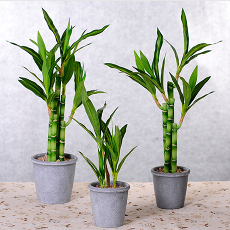 Mới 40Cm RFtificial May Mắn Tr - đánh giá và giá Aquarium Planted Tank