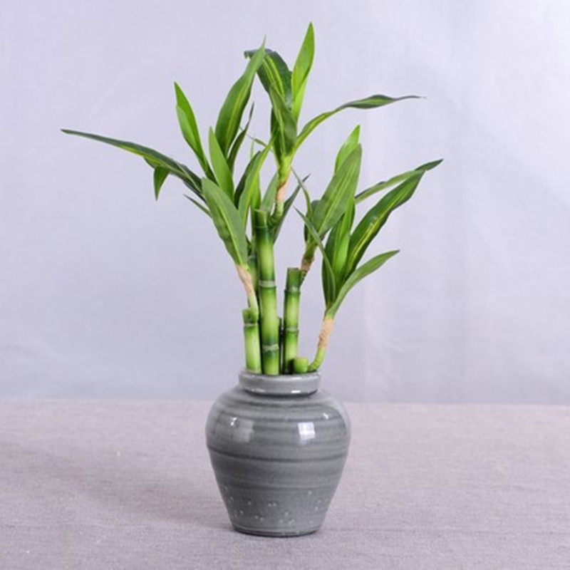 Mới 40Cm RFtificial May Mắn Tr - đánh giá và giá Aquarium Planted Tank