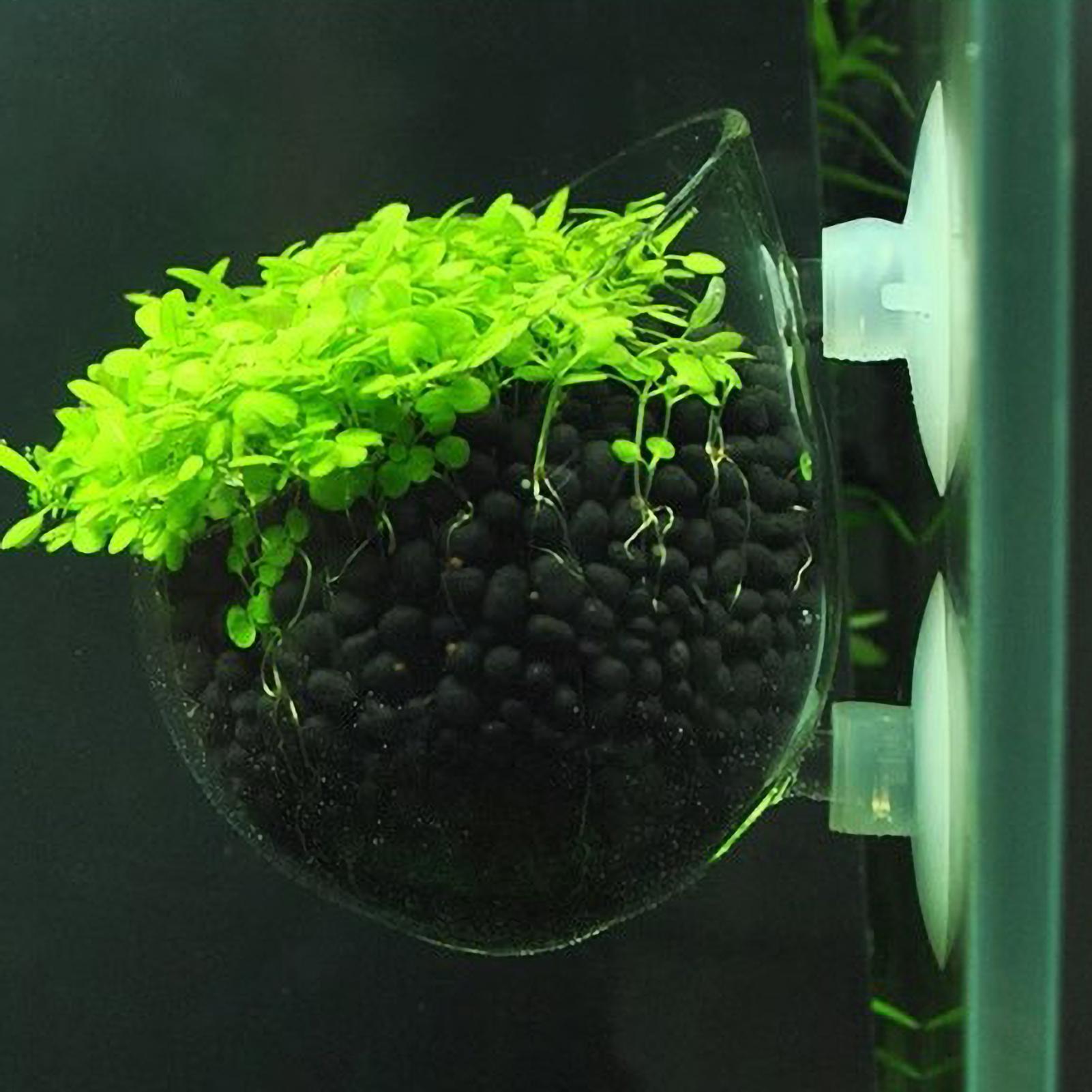 Aquarium Plant Holder Glass Aq - đánh giá và giá Aquarium Plant Dip