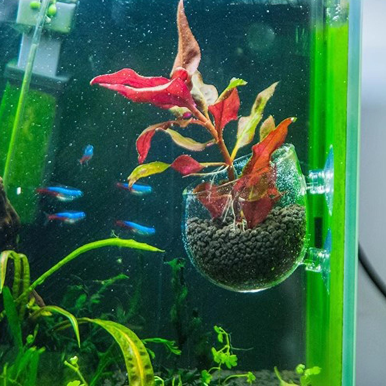 Aquarium Plant Holder Glass Aq - đánh giá và giá Aquarium Plant Dip