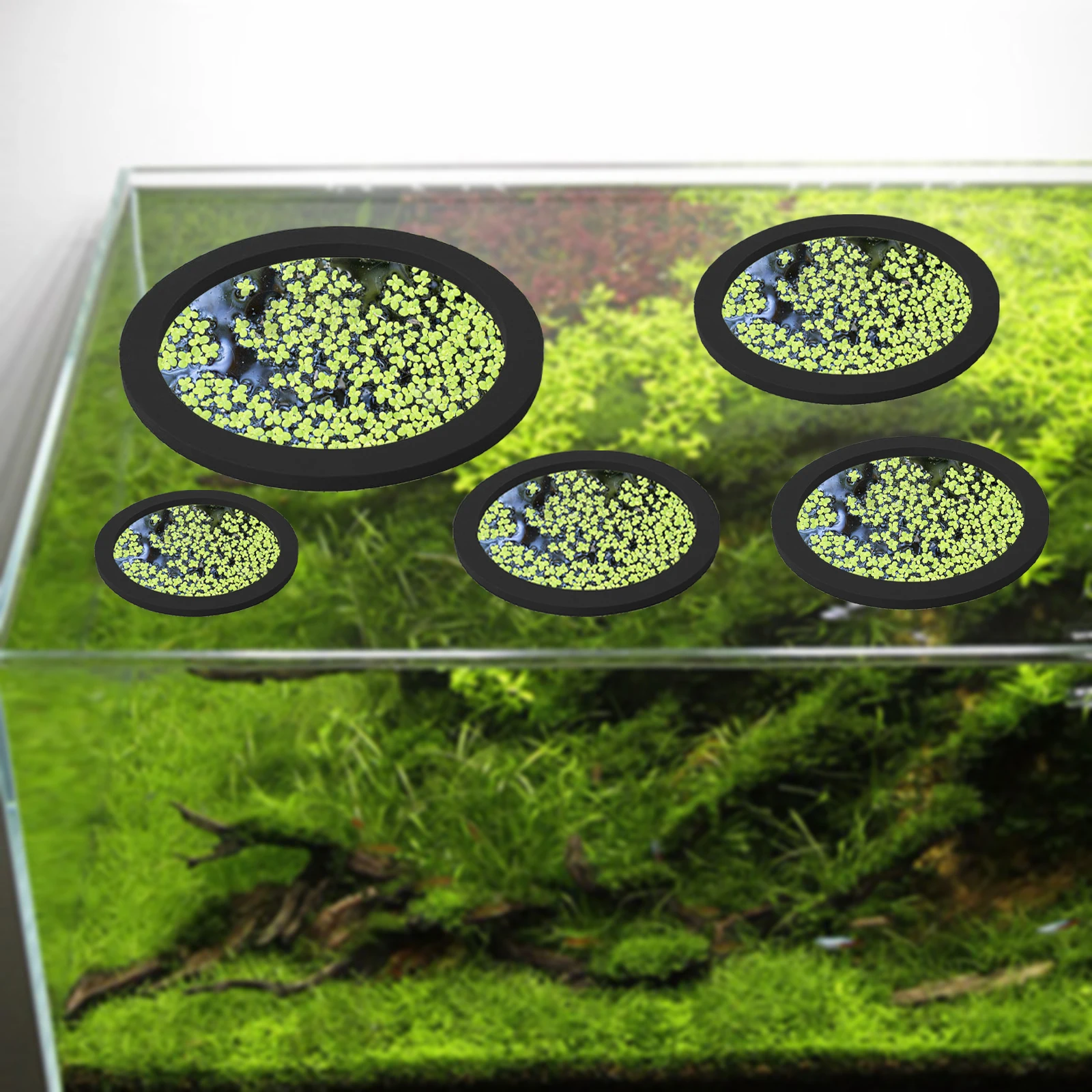 5Pcs EVA Fish Feeding Ring Aqu - đánh giá và giá Aquarium Planted Aquarium