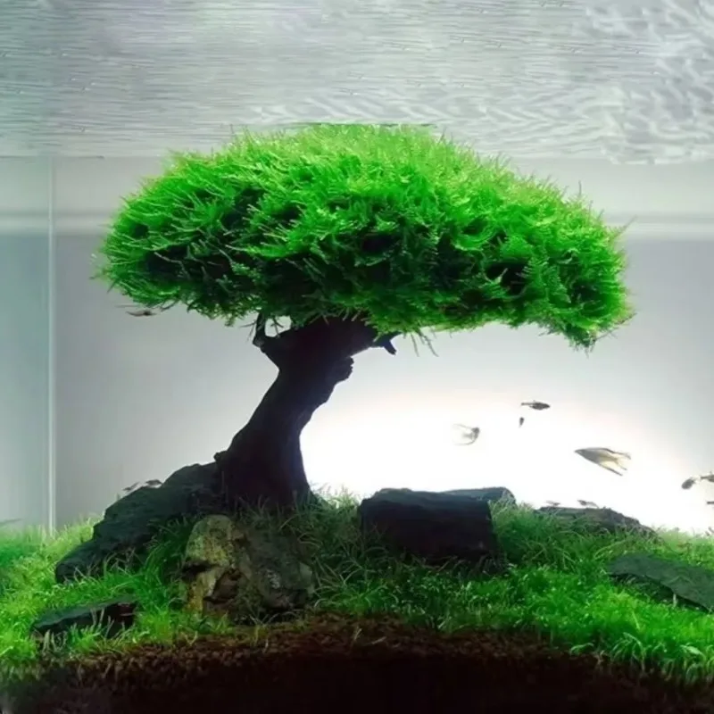Aquarium Decoration Plant Moss - đánh giá và giá Planted Aquarium Without Fish